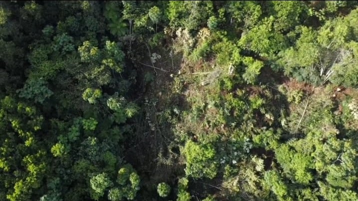 DEPREDACION DE BOSQUES.jpg